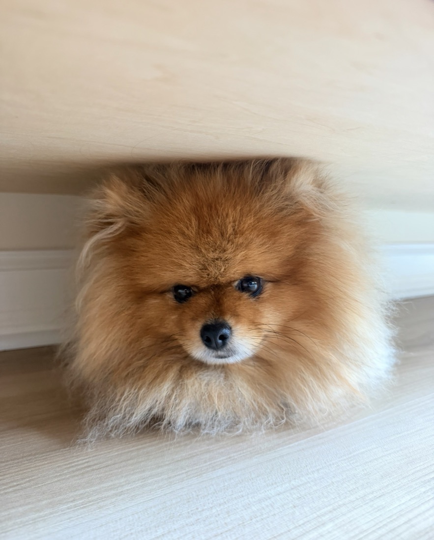 Mocha the Pomeranian peeking out from under the bed